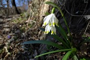 32 Campanelle bianche (Leucojum)